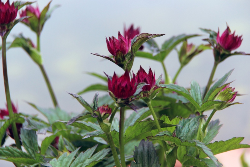 Astrantia-Venice