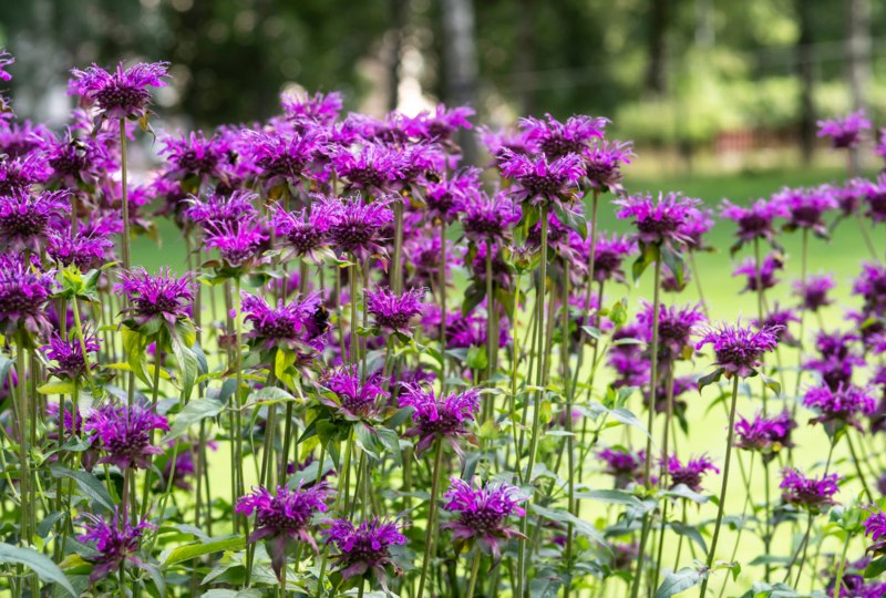 Beebalm