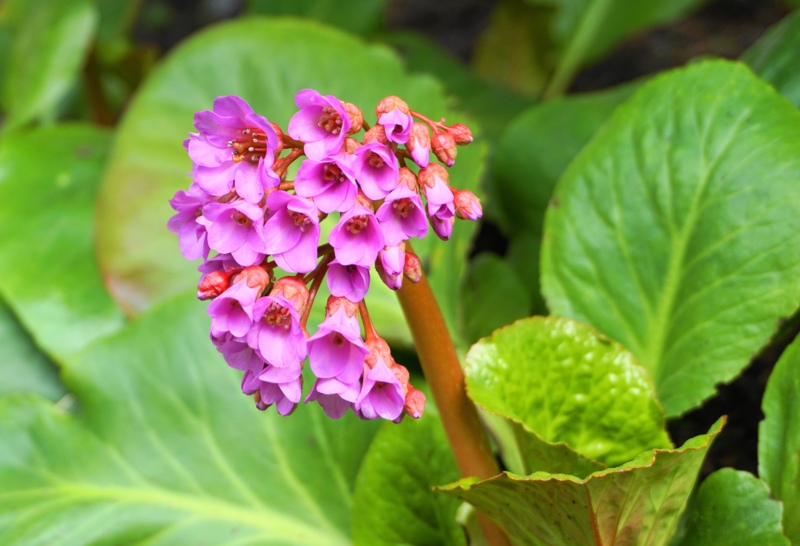 Bergenia-Crassifolia