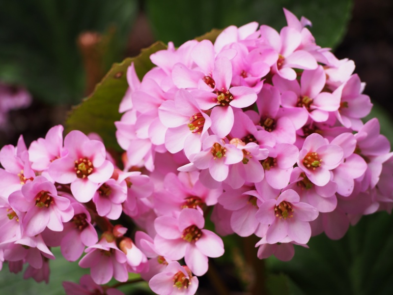 Bergenia-Stracheyi