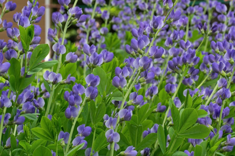 Blue-False-Indigo