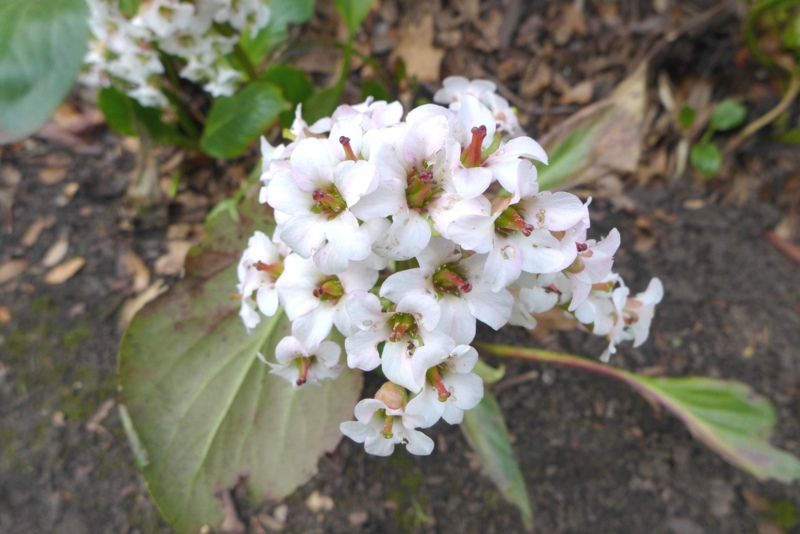 Bressingham-White-Bergenia