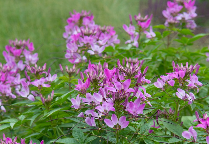 Cleome-'Clio Magenta'