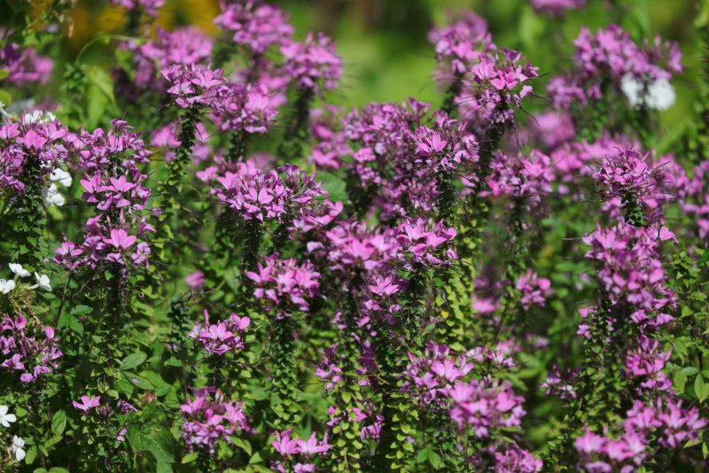 Cleome-'Señorita Rosalita'