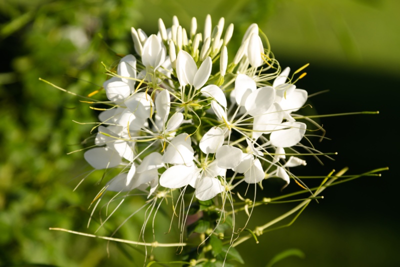 Cleome-hassleriana-'Helen Campbell'