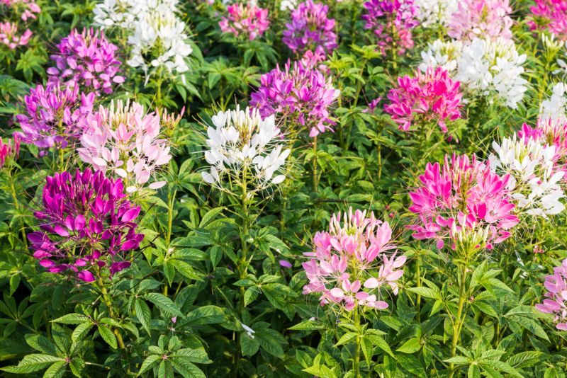 Cleome-hassleriana-'Linde Armstrong'