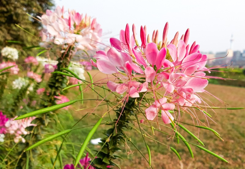 Cleome-hassleriana-'Queen'-series