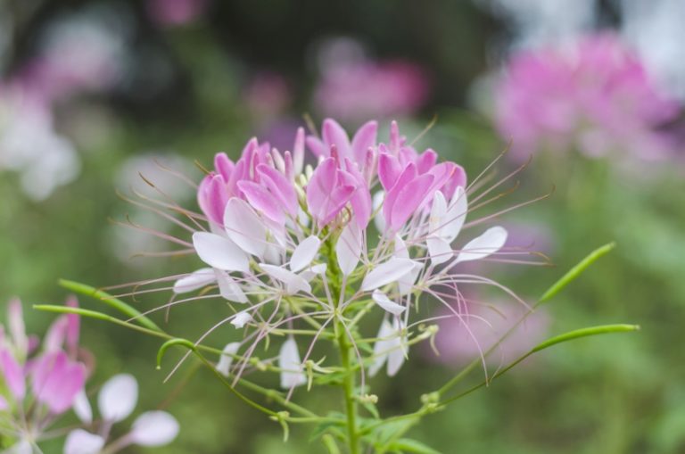 The Different Types of Cleome (Photos & Growing Tips) Garden Lovers Club