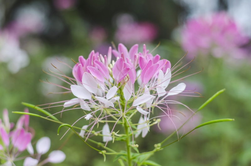 Cleome-hassleriana-'Sparkler'-series