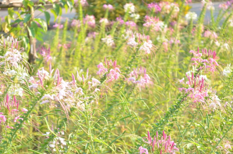 Cleome-hassleriana-'Spirit' series