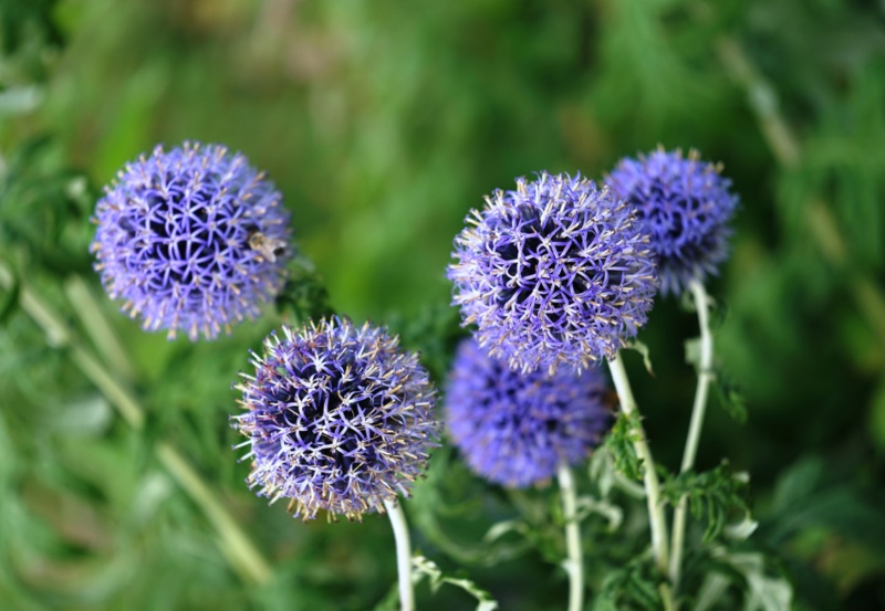 Corkscrek-ornamental-Onion