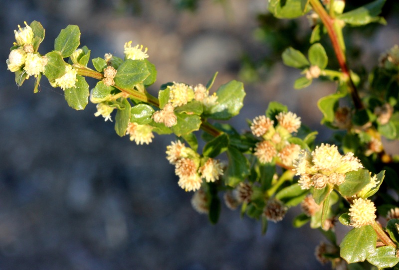 Coyotebrush