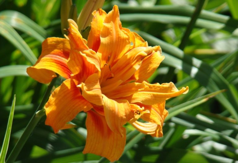 9 Perfect Perennials That Grow Well in Utah Garden Lovers Club