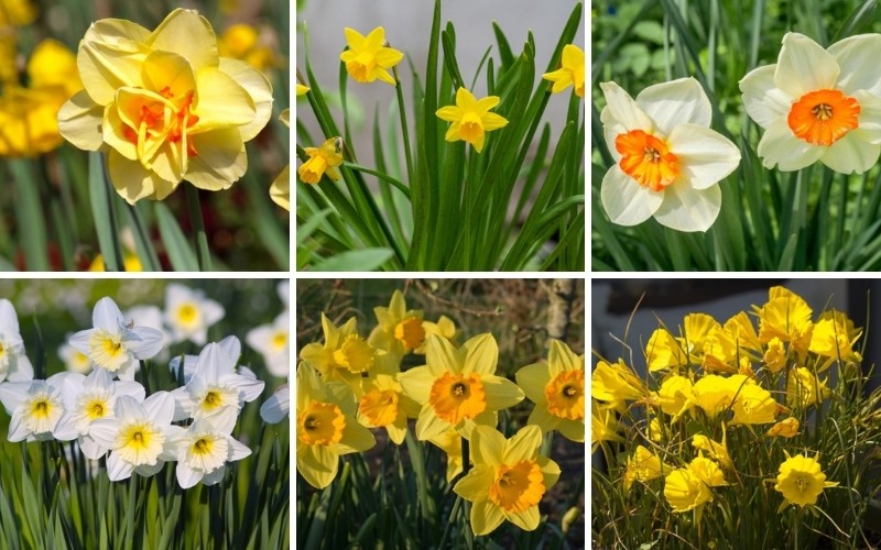 different types of Daffodils