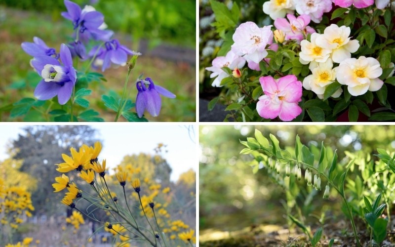 Dwarf Perennials