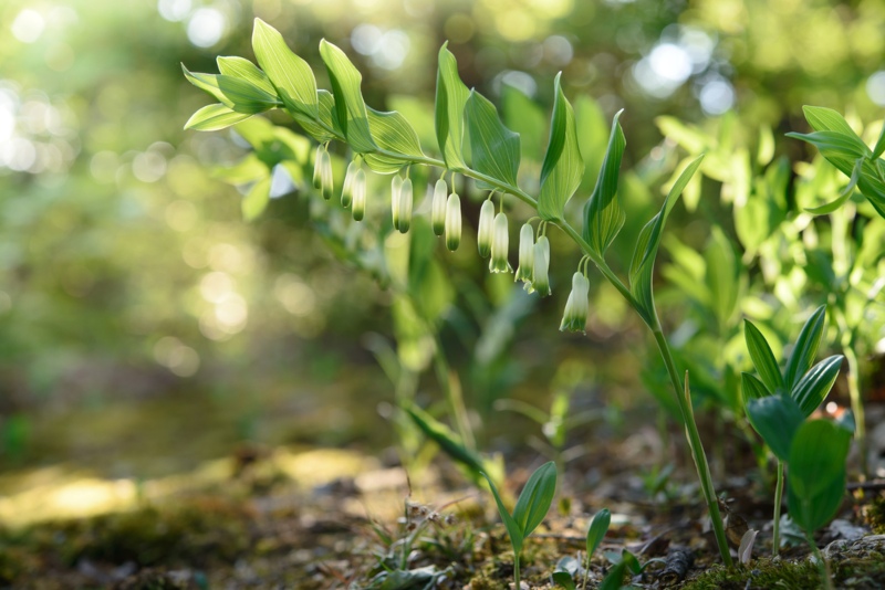 Dwarf-Solomon’s-seal