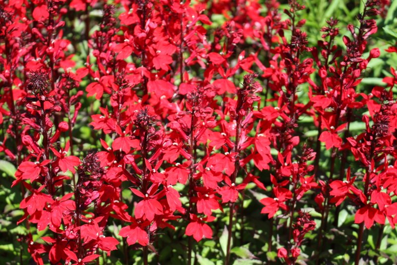 Dwarf-cardinal-flower