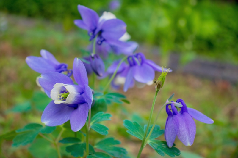 Dwarf-wild-coumbine 'Little Lanterns'