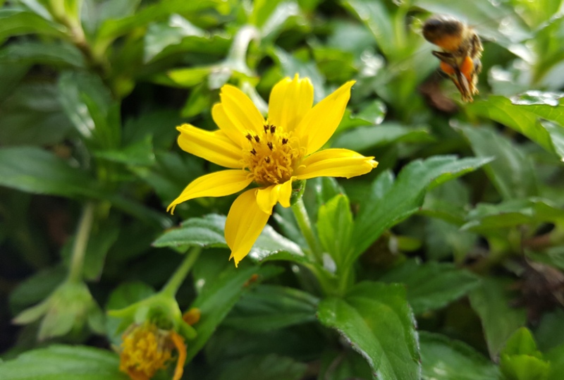 Ear-leaved Tickseed