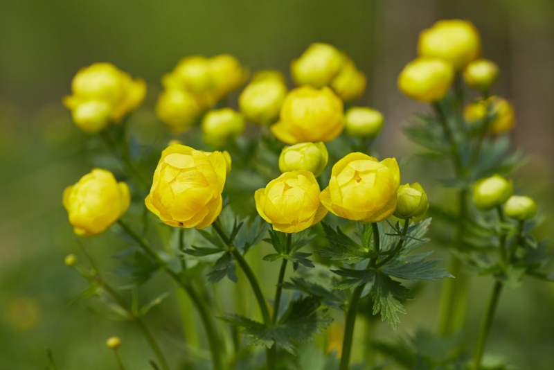 European-Trollius