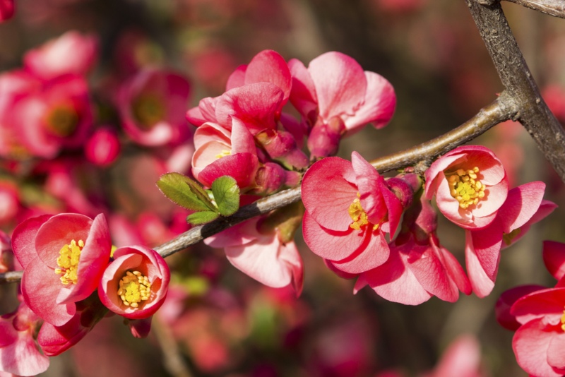Flowering-quince