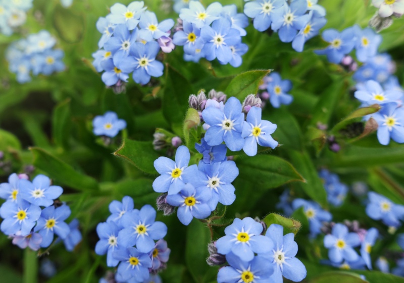 Forget-Me-Not