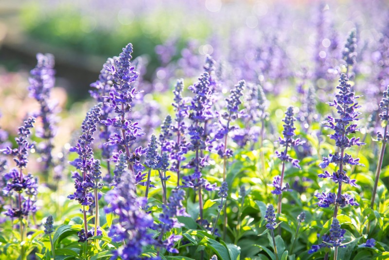 Garden-Sage