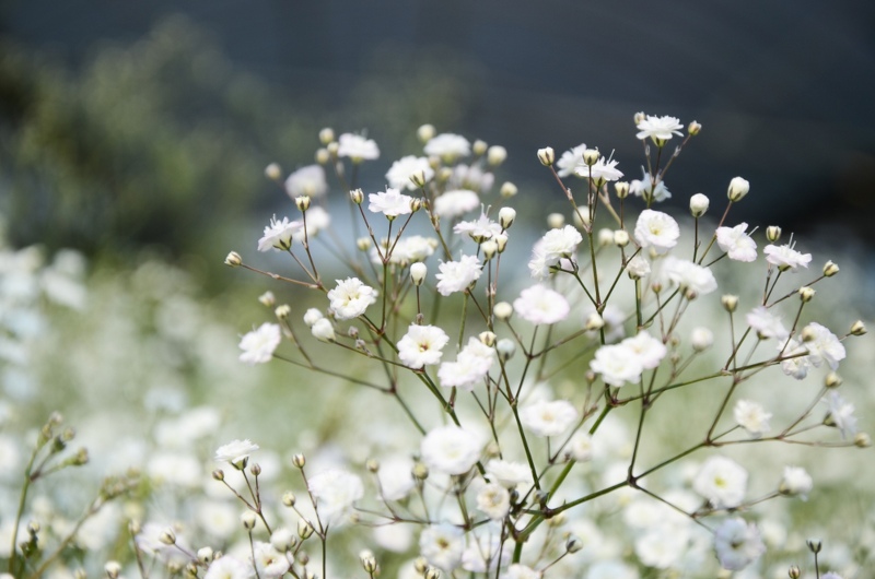 Gypsophila-paniculata