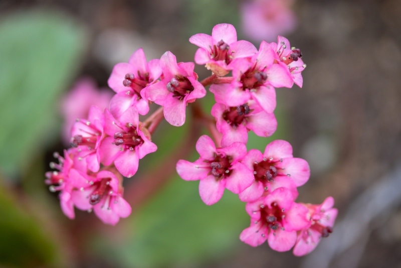 Hairy-Bergenia