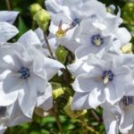 Hakone-Double-White