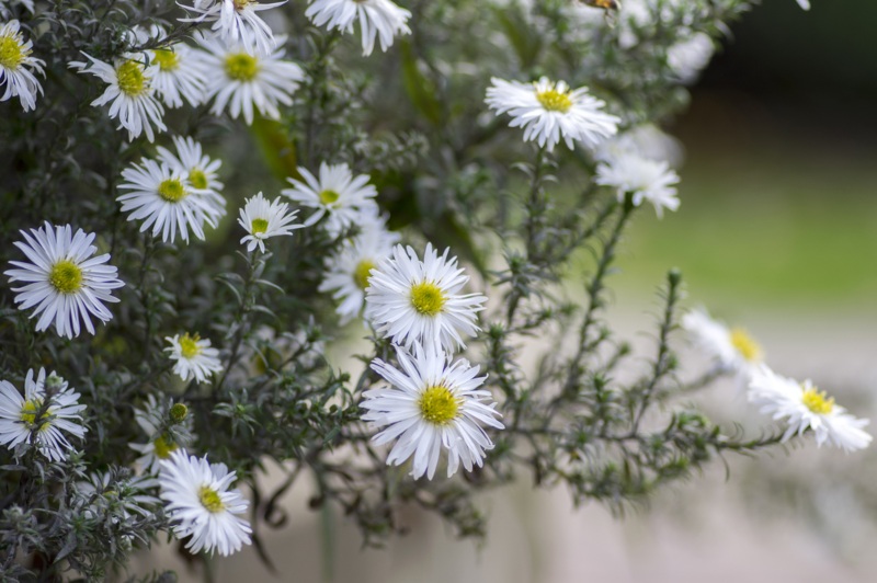 Heath-Aster