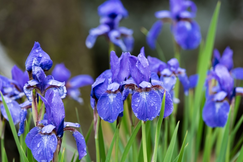 Japanese-Water-Iris