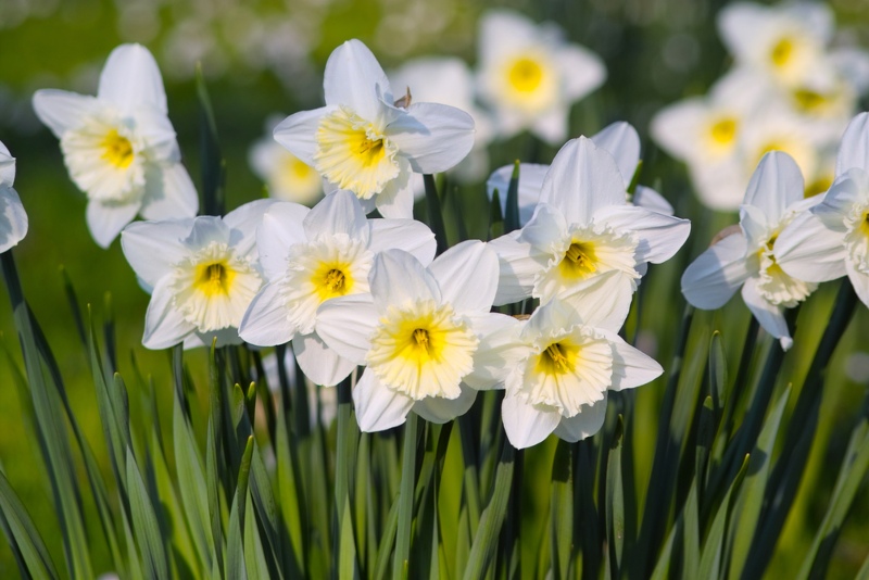 Large-Cupped Daffodils