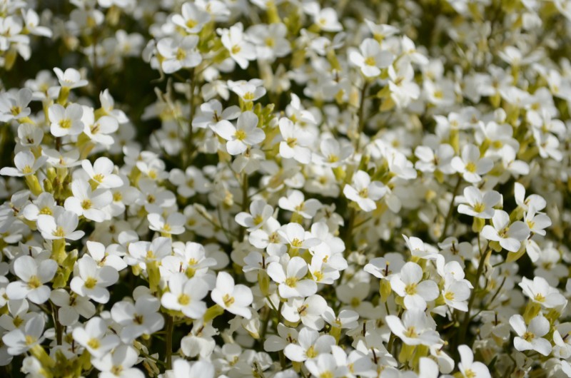 Little-Dorrit-Sweet-Alyssum