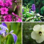 perennials-archives-garden-lovers-club