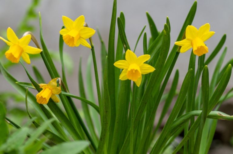 The Different Types of Daffodils Garden Lovers Club