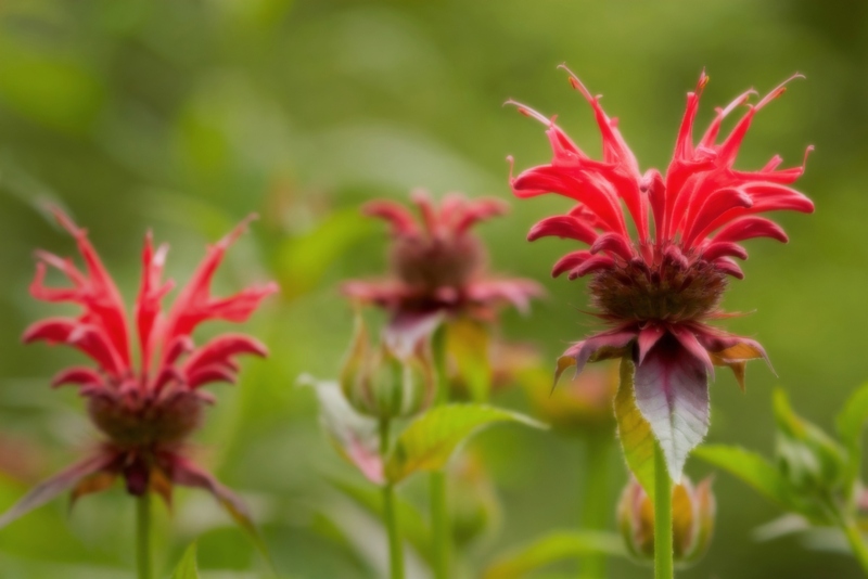 Monarda-spp., or bee-balm