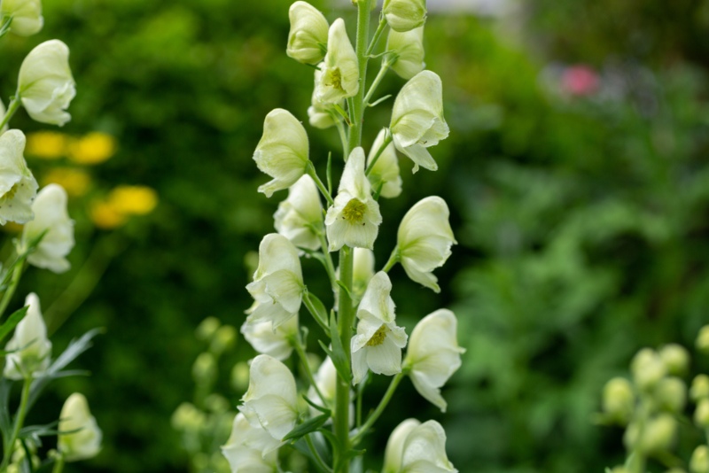 Monkshood-Ivorine