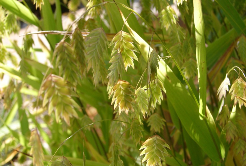 Northern-Sea-Oats