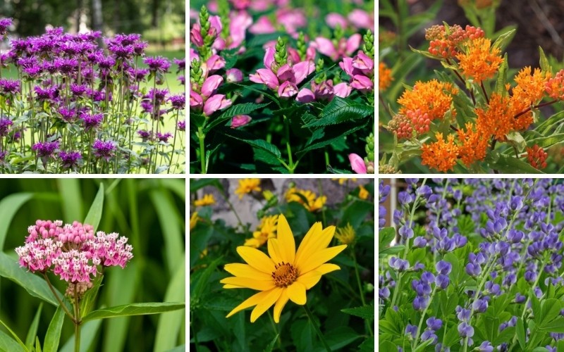 Ohio Perennials