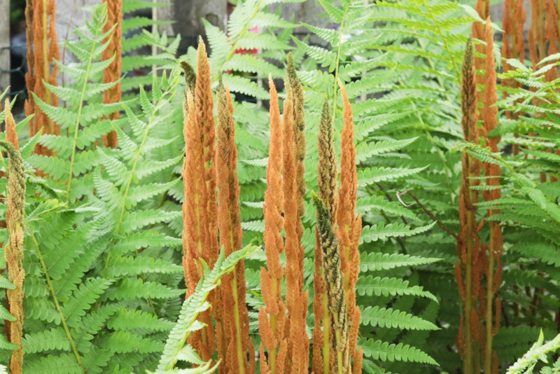 Osmunda-cinnamomea