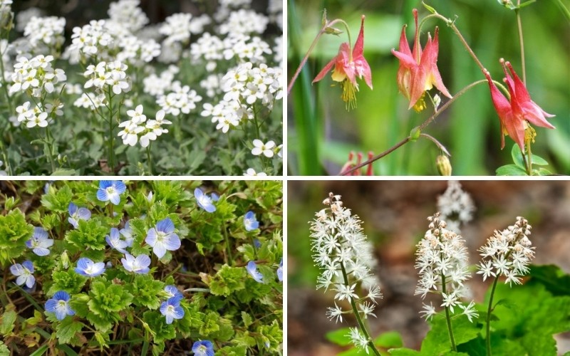 Perennials in Maine