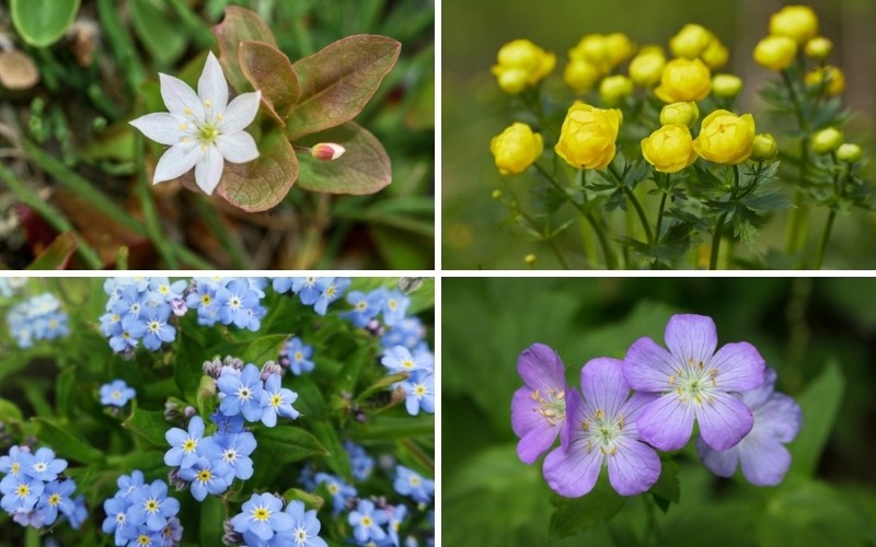 Perfect Alaska Perennials