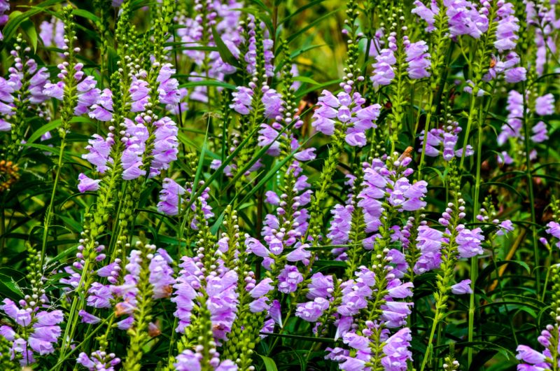 Phystostegia-virginiana