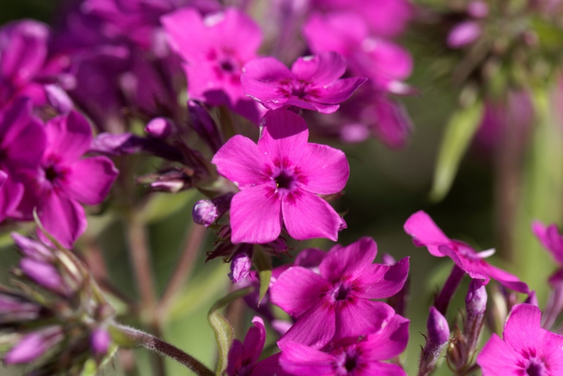 Prairie-Phlox