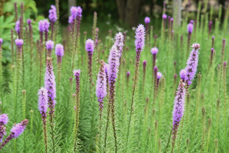 Prairie-blazing-star