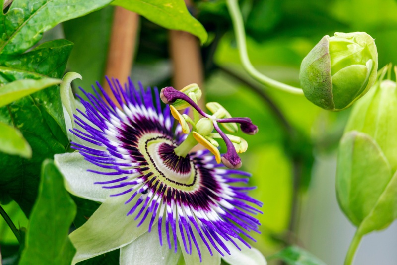Purple-Passionflower