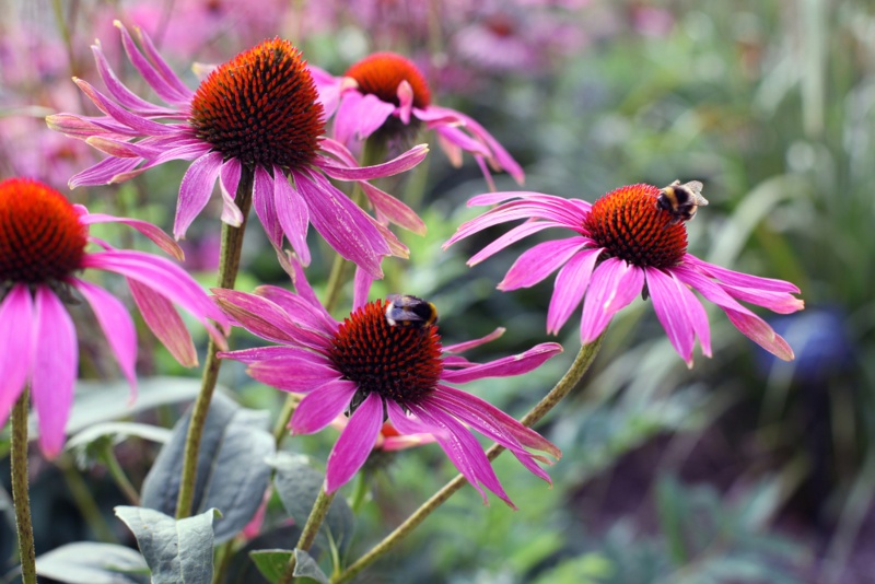 Purple-coneflowers