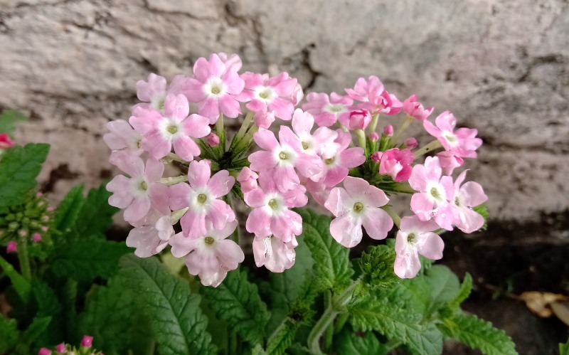 Rose-Verbena