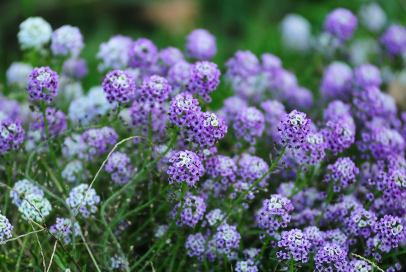 Royal-Carpet-Sweet-Alyssum